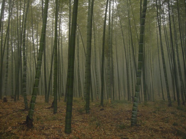 Floorbamboo"
