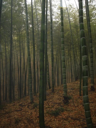 Floorbamboo"