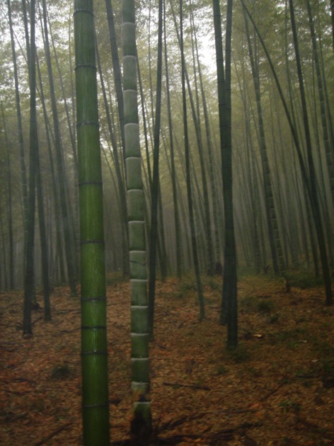 Floorbamboo"