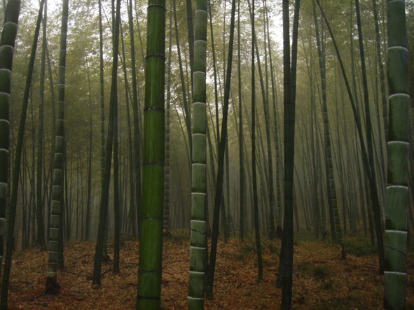 Floorbamboo"
